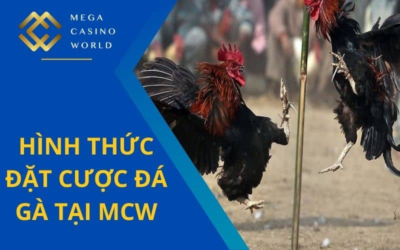 Cá cược đá gà cựa sắt và cựa dao đều có tại đá gà MCW